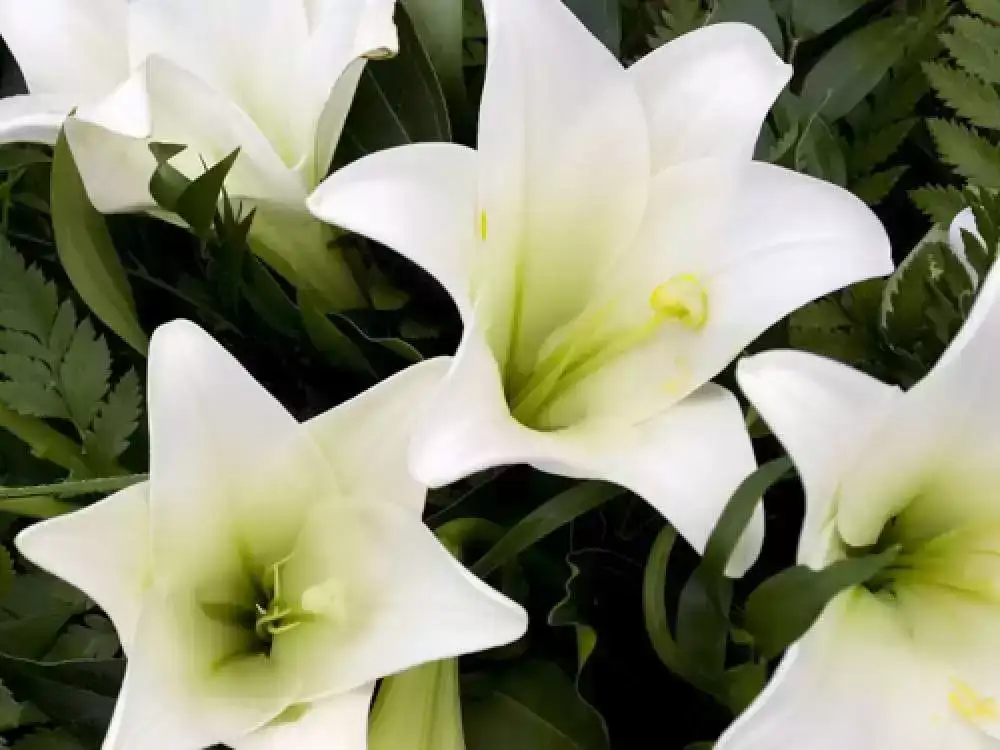 Anne’s Funeral Service